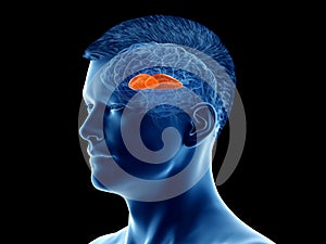The brain anatomy - the putamen photo