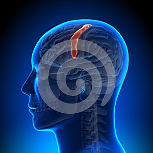 Brain Anatomy - Sensorimotor area