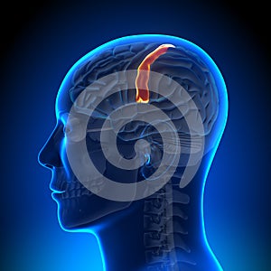 Brain Anatomy - Sensorimotor area photo