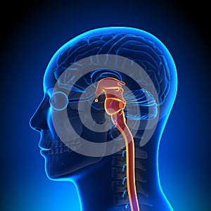 Brain Anatomy - Spinal cord photo