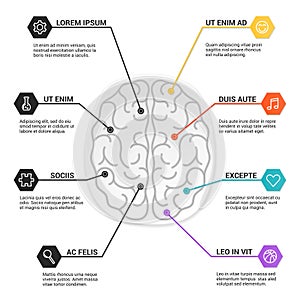 Brain anatomy structure, infographic. Functions of the mind