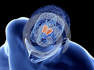 the brain anatomy - the thalamus photo