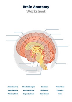 Brain anatomy vector illustration. Anatomical blank head organ structure.
