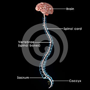 Cerebro columna vertebral 