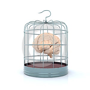 Brain in birdcage