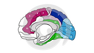 Brain Brodmann area map sagittal region of the cerebral cortex wit numbers and descriptions on white background