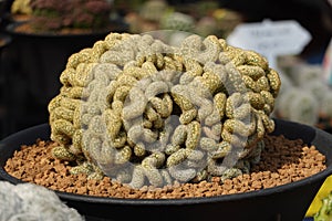 The Brain Cactus Mammillaria elongata cristata is a cactus Shaped like a brains in a pot. Closeup