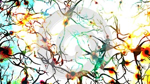 Brain cells