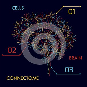 Brain cells connectome