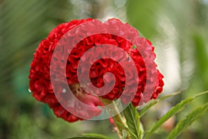 Brain Celosia flower or Cockscomb flower