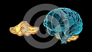 BRAIN-Cerebellum 3D part