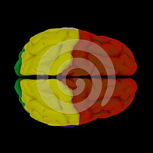 Brain-cerebrum