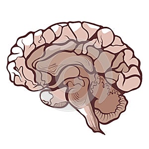 Brain, cerebrum, encephalon in section anatomical hand drawn icon. Brainstorming, mind.