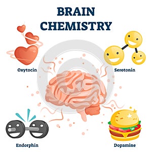 Brain chemistry vector illustration. Labeled happiness chemicals collection