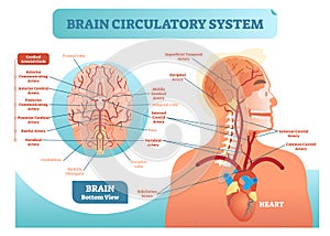 Brain circulatory system anatomical vector illustration diagram. Human brain blood vessel network scheme.