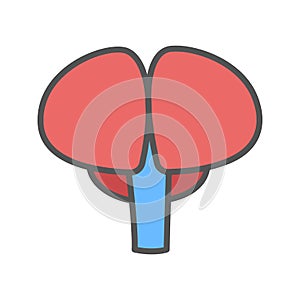 Brain color icon. Isolated vector illustration on white background.