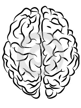 Brain contours
