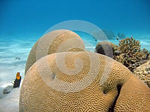 Brain Coral