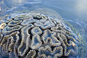 Brain coral