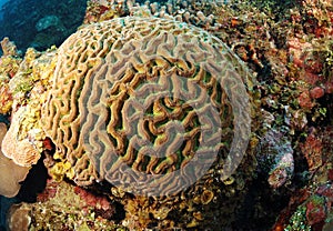 Brain coral