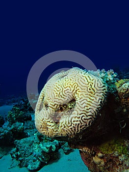 Brain Coral