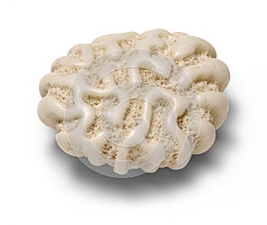 Brain Coral