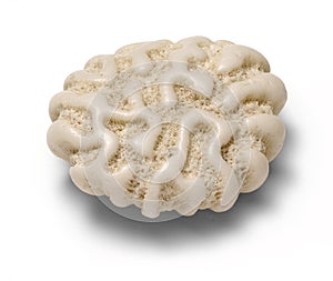 Brain Coral photo