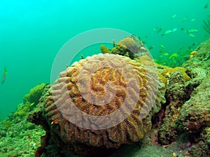 Brain Coral