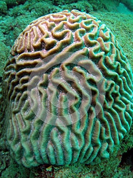 Brain Coral photo