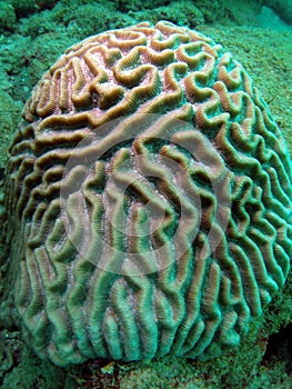 Brain Coral