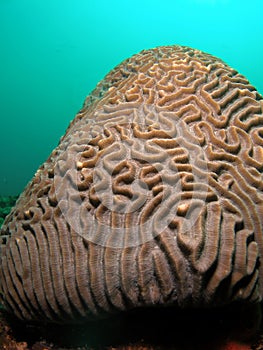 Brain Coral