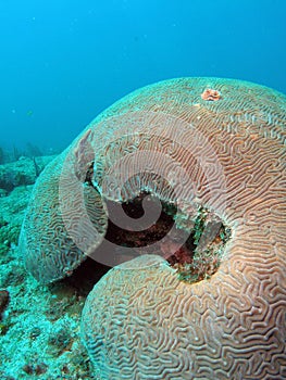 Brain Coral