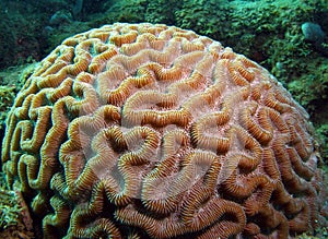 Brain Coral