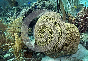 Brain Coral - Belize Reef