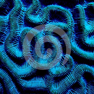 Brain coral, Bonaire photo