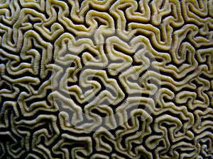 Brain Coral, Caribbean, Puerto Rico