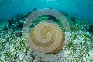 Brain Coral in the Caribbean Sea