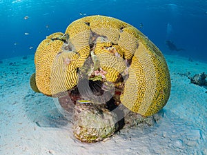 Brain coral with Christmas tree worms. Bonaire, Caribbean Netherlands. Diving holiday