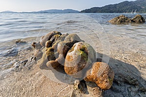 Brain coral on coastline in sea