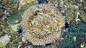 Brain coral is a common name given to various corals in the families Mussidae and Merulinidae