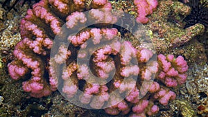 Brain coral is a common name given to various corals in the families Mussidae and Merulinidae