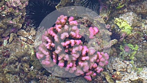 Brain coral is a common name given to various corals in the families Mussidae and Merulinidae