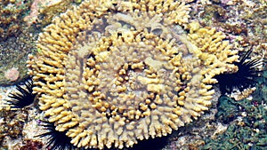 Brain coral is a common name given to various corals in the families Mussidae and Merulinidae
