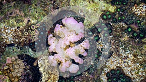 Brain coral is a common name given to various corals in the families Mussidae and Merulinidae