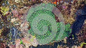 Brain coral is a common name given to various corals in the families Mussidae and Merulinidae