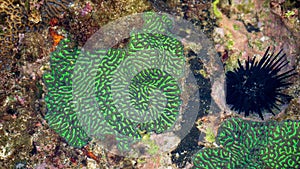 Brain coral is a common name given to various corals in the families Mussidae and Merulinidae