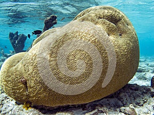 Brain coral,coral, Faviidae photo
