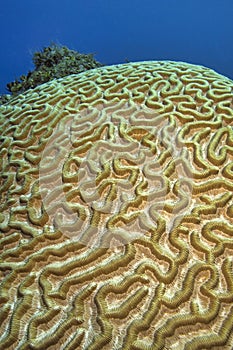 Brain coral, Coral Reef, Caribbean Sea, Isla de la Juventud