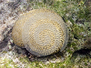 Brain Coral in cuba photo