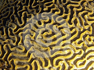 Brain Coral detail photo